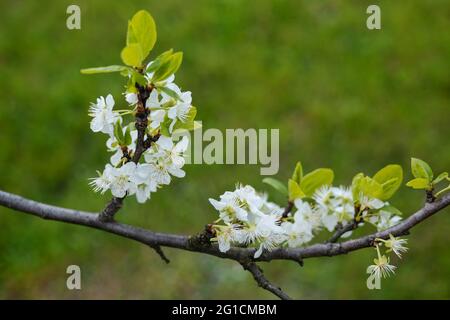 Prunus domestica 'Opal', ramo europeo di prugne con fiori bianchi, famiglia: Rosaceae. Foto Stock