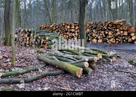 Raccolta di legname, pali di tronchi di albero immagazzinati nella foresta, pronti per il trasporto. Foto Stock