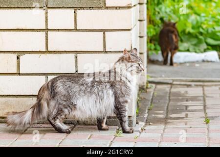 Un gatto siberiano a strisce grigie e lanuginose si trova vicino a un muro di mattoni sulla strada sullo sfondo di un secondo gatto marrone Foto Stock