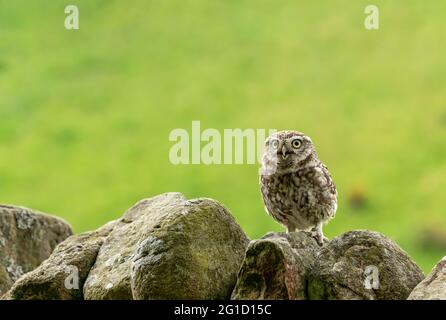 Little Owl appollaiato su un muro di pietra a secco e rivolto in avanti con becco aperto. Nome scientifico: Athene noctua. Pulito, sfondo verde. Orizzontale. Centro benessere Foto Stock