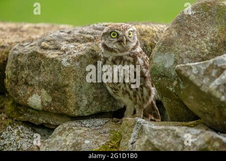 Little Owl appollaiato su un muro di pietra a secco e rivolto in avanti con becco aperto. Nome scientifico: Athene noctua. Pulito, sfondo verde. Orizzontale. Centro benessere Foto Stock