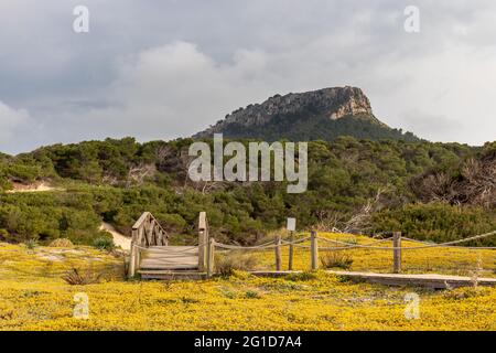 Campo di fiori primaverili sulla spiaggia cala mesquida con ponte pedonale che conduce alle montagne sullo sfondo Foto Stock