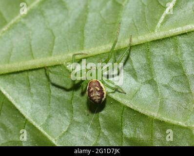 Ragno di granchio verde Diaea dorsata su una foglia verde Foto Stock