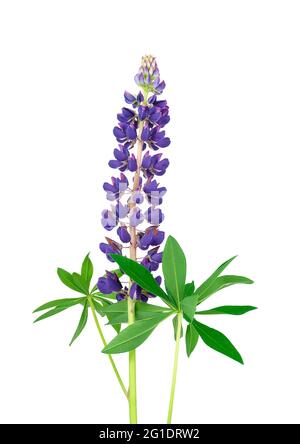 Lupino viola isolato su sfondo bianco. Lupin estate germoglio di fiori selvatici. Viola fiore selvatico. Foto Stock