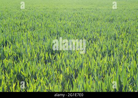 Un giovane raccolto di grano verde che cresce in un campo agricolo Foto Stock