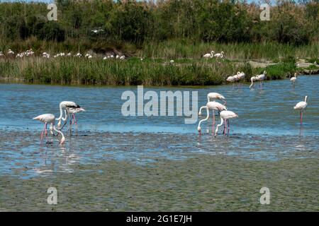 Gregge di grandi Flamingos (Fenicotterus roseus) in una paludi della Camargue in Provenza, Bocche del Rodano, Francia meridionale Foto Stock