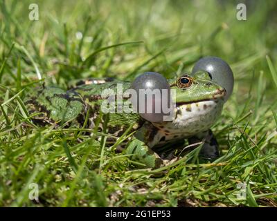 Rana di palude maschile Belaring Foto Stock