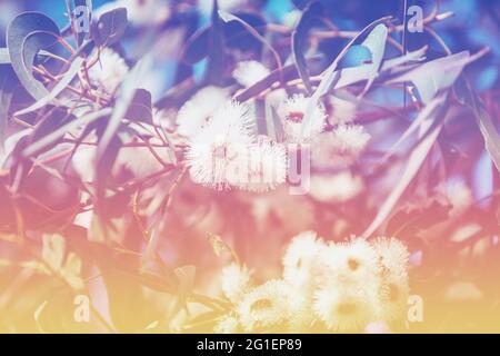 Rami di eucalipto con fiori in fiore contro il cielo blu. Natura sfondo Foto Stock