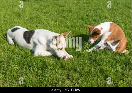 Il cane Basenji esita a togliere l'osso dalla più grande e più giovane razza di caccia e amico del cane settentrionale mentre si riposa sul prato di primavera Foto Stock