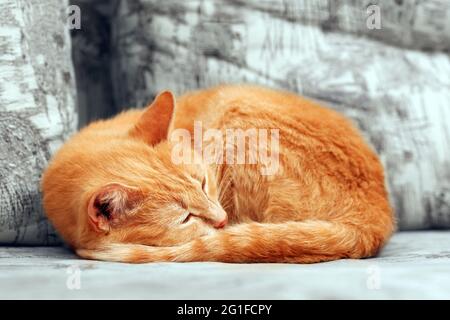 primo piano di gatto zenzero accagliato sonnolento Foto Stock