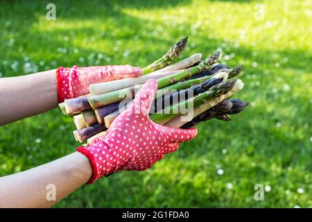 Asparagi germogli nelle mani di un contadino su fondo verde erba. Germogli di asparagi verdi, viola e bianchi freschi. Fotografia alimentare Foto Stock
