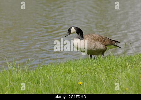 Canada Goose (Branta canadensis), che corre sulla riva di uno stagno, Wilnsdorf, Nord Reno-Westfalia, Germania Foto Stock