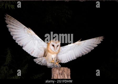 Gufo di fienile comune (Tyto alba) atterra su vecchio palo di recinzione, palo di pascolo, foto notturna, Diepholzer Moorniederung, bassa Sassonia, Germania Foto Stock