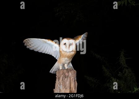 Gufo di fienile giovane (Tyto alba) atterra su vecchio palo di recinzione, palo di pascolo, uccello giovane, fotografia notturna, Diepholzer Moorniederung, Bassa Sassonia, Germania Foto Stock