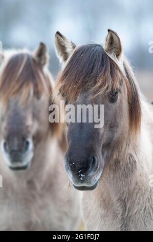 Konik, Cavallo Konik, ponia Konik (Equus caballus gemelli), ritratto, inverno, conservazione del paesaggio nella riserva naturale, progetto di pascolo, natura Foto Stock