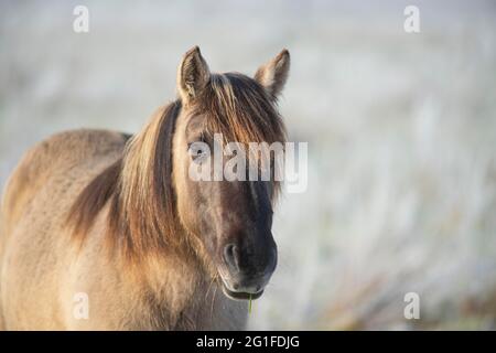 Konik, Cavallo Konik, ponia Konik (Equus caballus gemelli), ritratto, inverno, conservazione del paesaggio nella riserva naturale, progetto di pascolo, natura Foto Stock