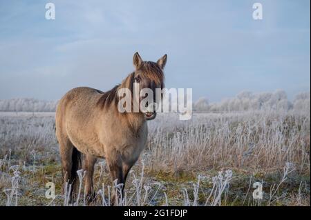 Konik, cavallo Konik, ponik pony (Equus caballus gemelli), inverno, conservazione del paesaggio nella riserva naturale, progetto di pascolo, conservazione della natura Foto Stock