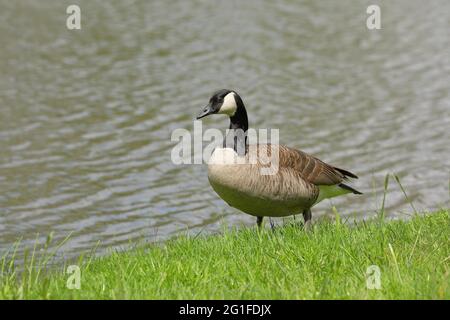 Canada Goose (Branta canadensis), che corre sulla riva di uno stagno, Wilnsdorf, Nord Reno-Westfalia, Germania Foto Stock