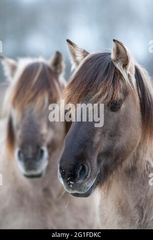 Konik, Cavallo Konik, ponik pony (Equus caballus gemelli), ritratto, mezzo profilo, in inverno, manutenzione paesaggistica in riserva naturale, progetto di pascolo Foto Stock