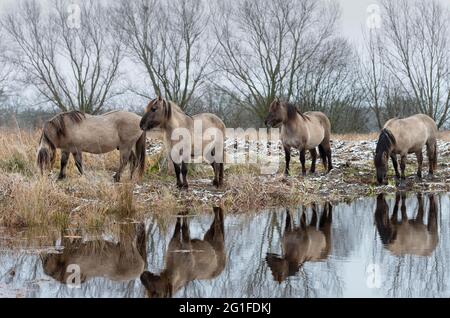 Konik, cavallo Konik, ponik pony (Equus caballus gemelli), mandria, alimentazione, alimentazione, riflesso in stagno, inverno, gestione del paesaggio in riserva naturale Foto Stock