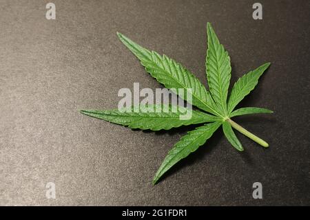 Bella foglia di cannabis isolata su sfondo nero. Pianta di marijuana fresca in primo piano, vista dall'alto, in piano. Foto Stock