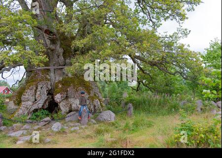 Kvilleken la quercia più antica di mille anni in Svezia, vicino al Parco Nazionale Norra Kvill a nord di Vimmerby, Soedra Kvill, Smaland, Kalmar Laen, Svezia Foto Stock