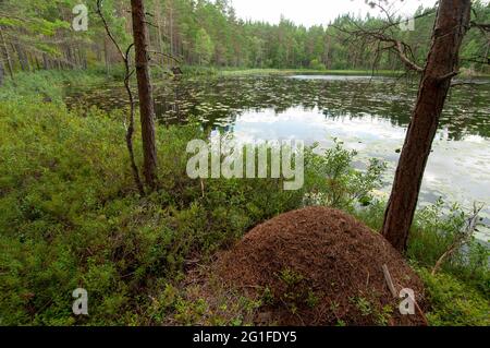 Anthill nel Parco Nazionale Norra Kvill vicino a Vimmerby, Smaland, Kvill, Kalmar Laen, Svezia Foto Stock