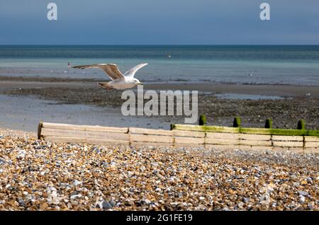 Giovane Herring Gull in volo su difese marine Foto Stock