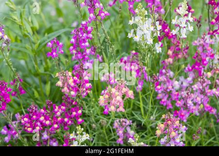 Colori misti della pianta annuale della biancheria da letto Linaria maroccana, Linaria 'aurora boreale' fiorire in tarda primavera all'inizio dell'estate in un giardino in Surrey Foto Stock