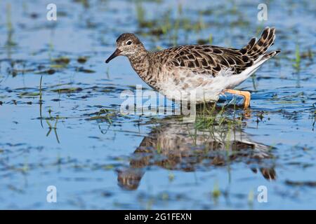 Ruff (Calidris pugnax), in piedi su prato allagato, bassa Sassonia, Germania Foto Stock