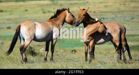 Przewalski cavalli selvatici (Equus ferus przewalskii), Parco Nazionale Khustain Nuruu, Mongolia Foto Stock