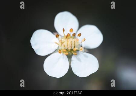 Fioritura di fragole selvatiche - macrofotografia di un fiore. Natura sfondo Foto Stock