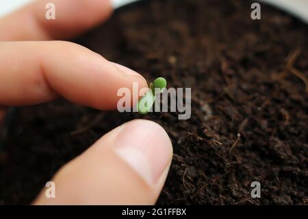 La cannabis germogliava da vicino isolato in background. Giovane marijuana fresca. La canapa del bambino con le foglie piccole cresce in terra di cocco, la disposizione piatta. Microfono Foto Stock