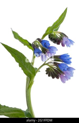 Fiori di Comfrey (Symphytum officinale) su sfondo bianco, Germania Foto Stock