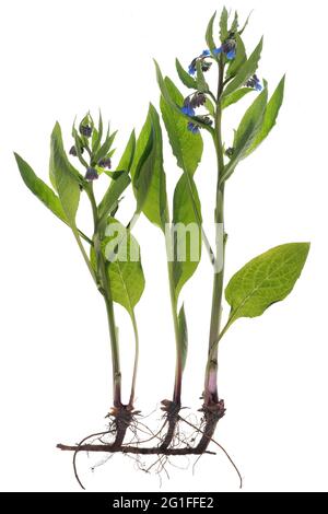 Comune comfrey (Symphytum officinale) su terreno bianco, Germania Foto Stock