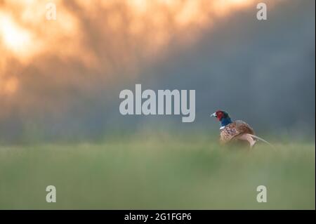 Phasant (Phasianus colchicus), maschio seduto nel prato, alba, Blankenfelde, Germania Foto Stock