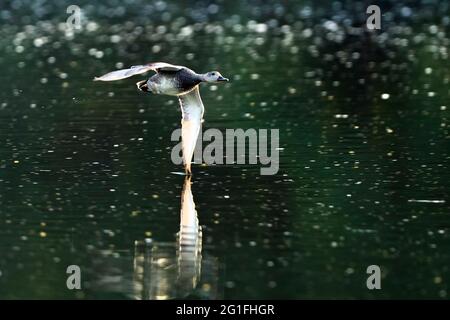 Gadwall (Anas strepera), in volo sull'acqua, basso Reno, Nord Reno-Westfalia, Germania Foto Stock