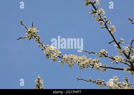 Spina nera fiorente, chiamata anche spina nera, spina nera (Prunus spinosa) o spina dorsale, riserva naturale Geltinger Birk, Geltinger Bucht Foto Stock