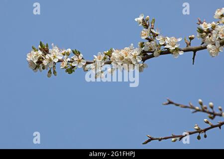 Spina nera fiorente, chiamata anche spina nera, spina nera (Prunus spinosa) o spina dorsale, riserva naturale Geltinger Birk, Geltinger Bucht Foto Stock