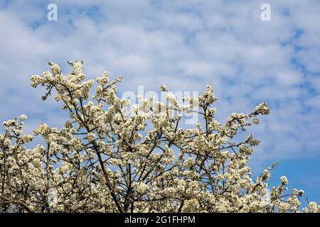 Spina nera fiorente, chiamata anche spina nera, spina nera (Prunus spinosa) o spina dorsale, riserva naturale Geltinger Birk, Geltinger Bucht Foto Stock