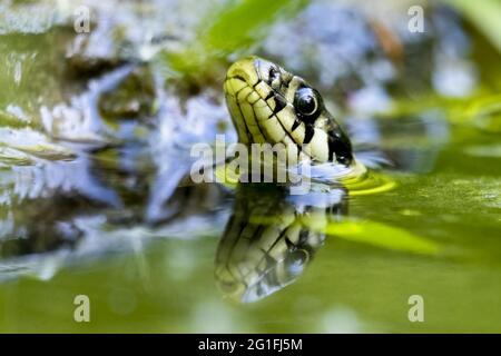 Serpente d'erba (Natrix natrix), ritratto animale, Assia, Germania Foto Stock