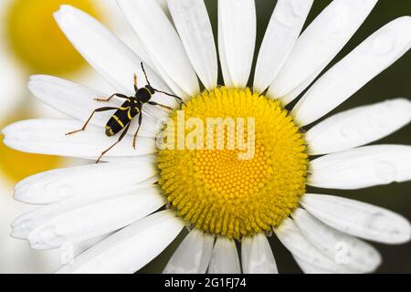 WASP Beetle (Clytus arietis) su margherita fiore, Assia, Germania Foto Stock