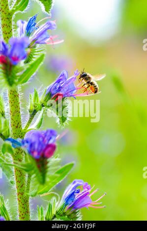 Ape del muratore rosso (Osmia bicornis) che raccoglie il nettare al vipper comune bug Echium vulgare, volare, raccogliere, impollinare, giardino naturale del Foto Stock