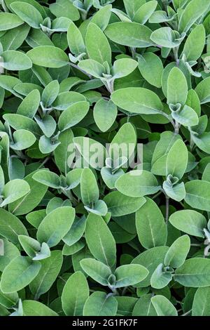 Piante di salvia (salvia officinalis) sfondo Foto Stock