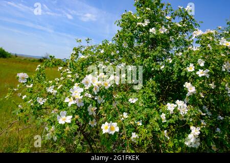 rosa selvatica, rosa canina vicino illmitz nel parco nazionale austriaco neusiedler see, seewinkel Foto Stock