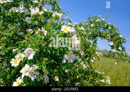 rosa selvatica, rosa canina vicino illmitz nel parco nazionale austriaco neusiedler see, seewinkel Foto Stock