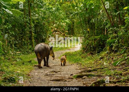 Tapir (Tapirus bairdii) madre con bambino che vagano nei boschi, Rio Celeste Tenorio National Park, America Centrale, Costa Rica Foto Stock