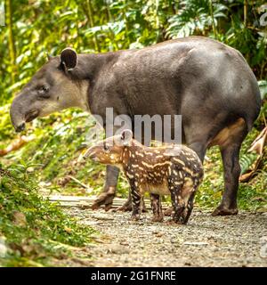 Tapir (Tapirus bairdii) madre con bambino che vagano nei boschi, Rio Celeste Tenorio National Park, America Centrale, Costa Rica Foto Stock