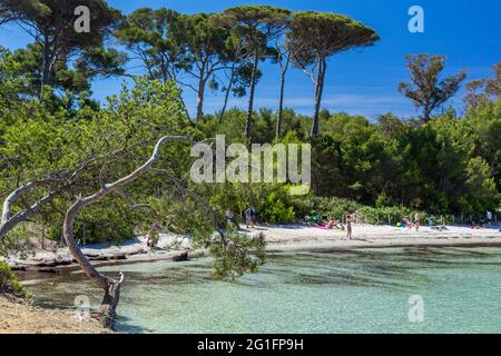 FRANCIA, PROVENZA-ALPI-COSTA AZZURRA. VAR (83) ARCIPELAGO DELLE ISOLE DI HYERES, PORQUEROLLES ISLAND, ARGENT BEACH Foto Stock