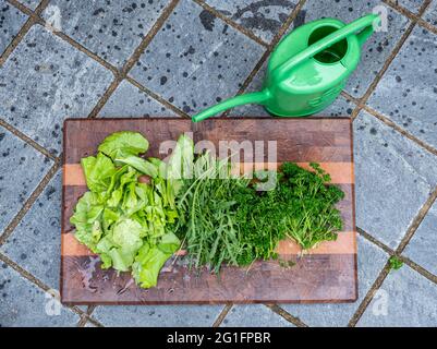 verdure raccolte di fresco dal giardino su una tavola di legno Foto Stock